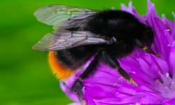 Bumble Bee