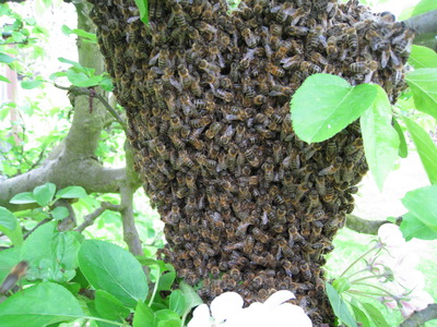 Bee Swarm in Tree 1