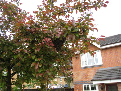 Bee Swarm in Tree 2