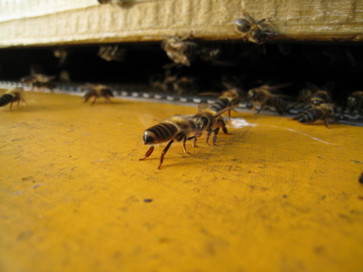 Hiving a Bee Swarm 1