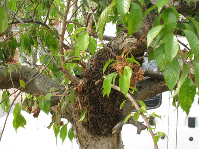 Bee Swarm in Tree 3