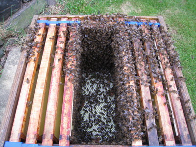 Honey Bee Species - Barnsley Beekeepers