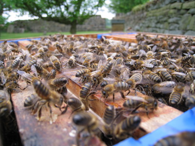 Hiving a Bee Swarm 2