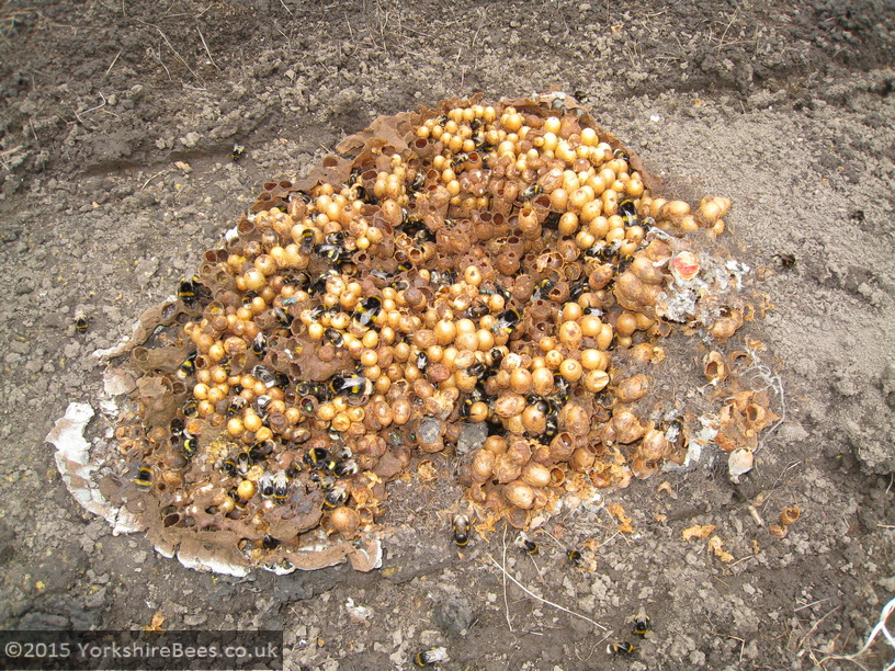 bumble bee nest