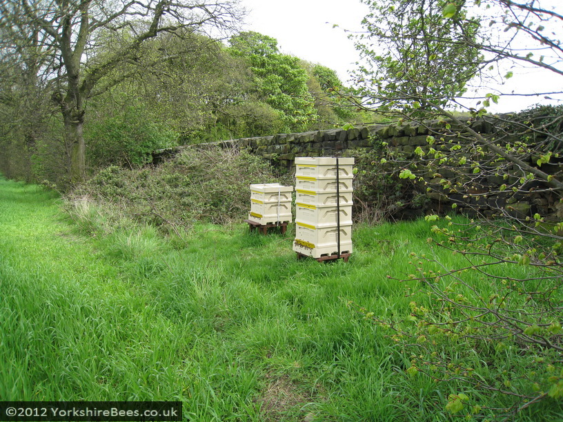 Poly Hives