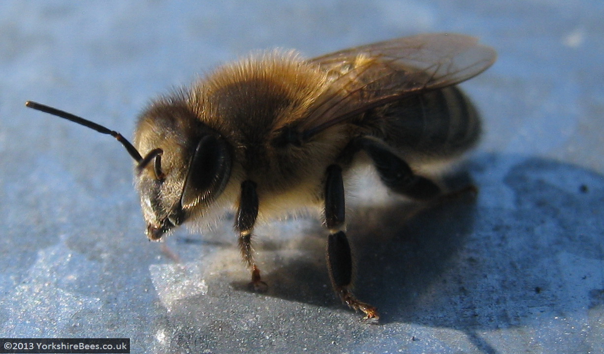 Bees: image 9 0f 27 thumb