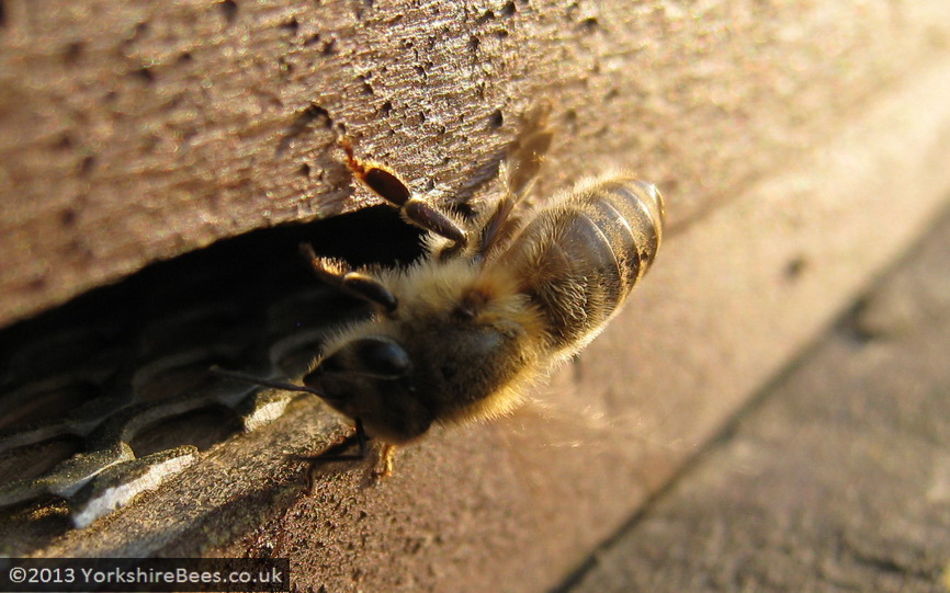 Bees: image 10 0f 27 thumb