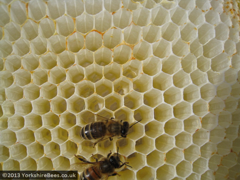 Bees: image 13 0f 27 thumb
