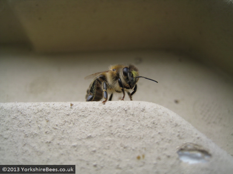 Bees: image 17 0f 27 thumb