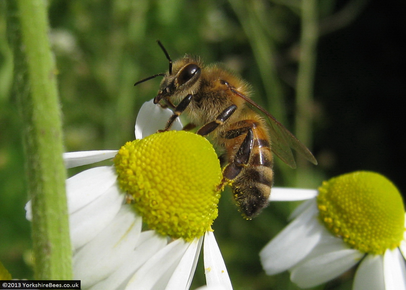 Bees: image 20 0f 27 thumb