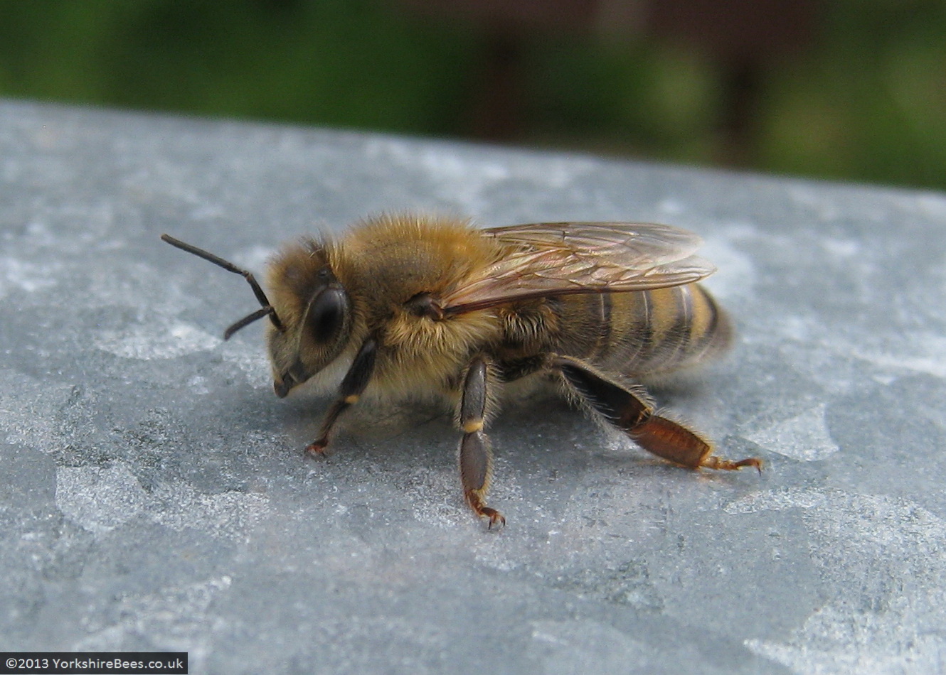 Bees: image 21 0f 27 thumb