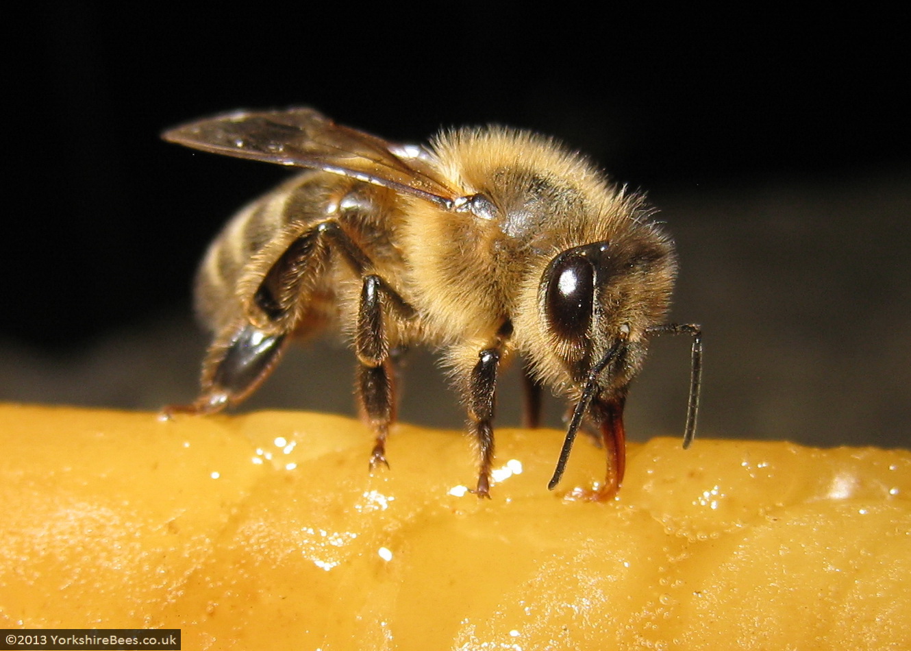 Bees: image 22 0f 27 thumb