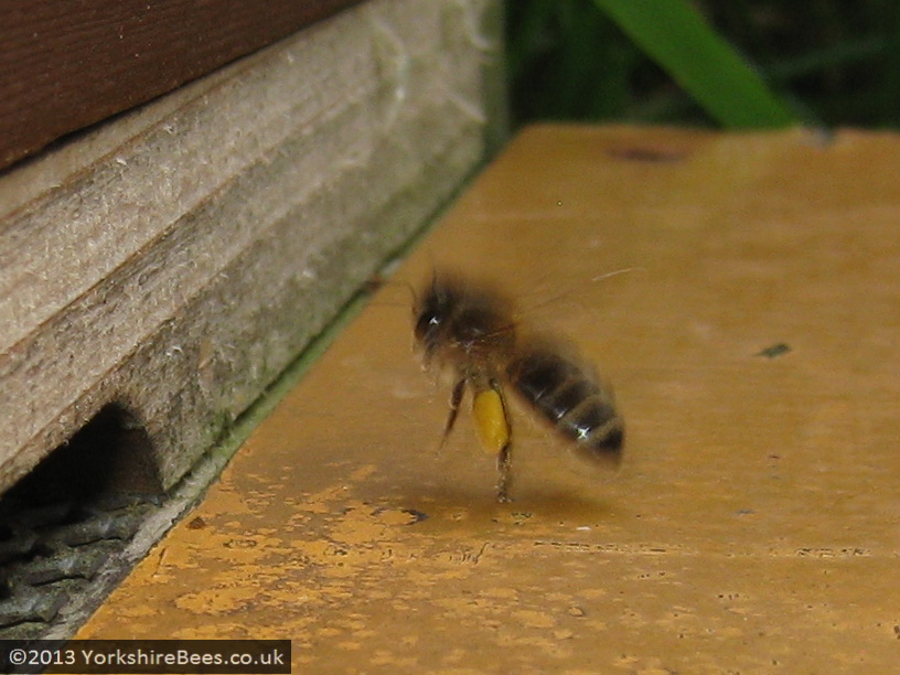 Bees: image 23 0f 27 thumb