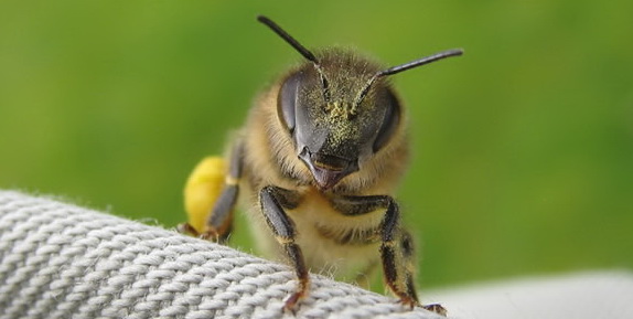 Guard Bee