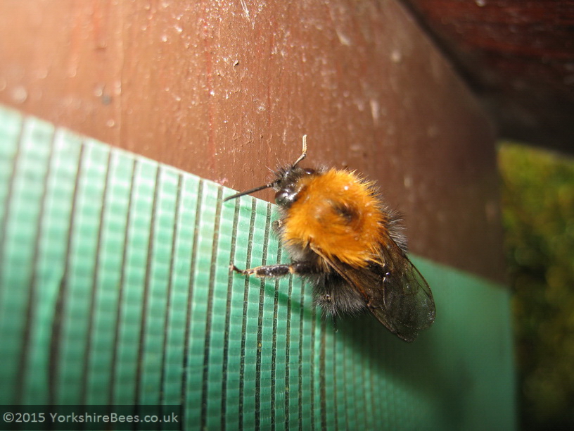 Tree bumblebee