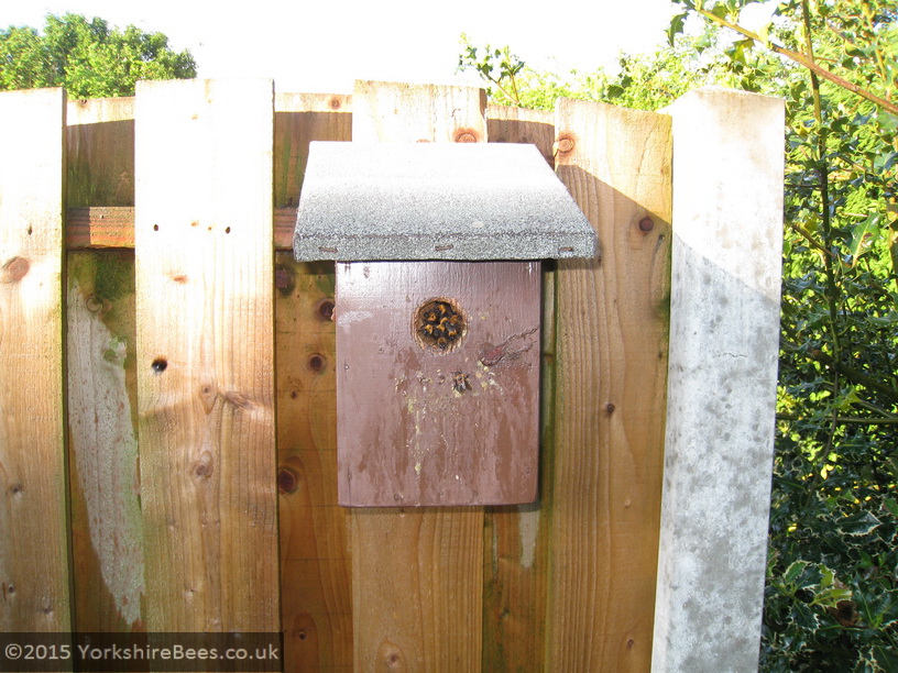 Bumblebee nest in bird box