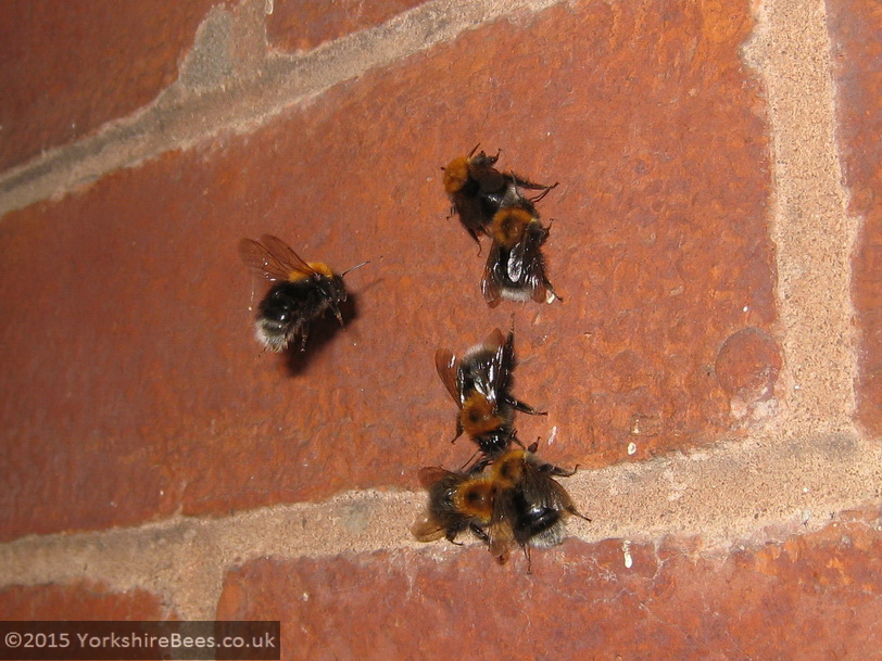 Tree bumblebee