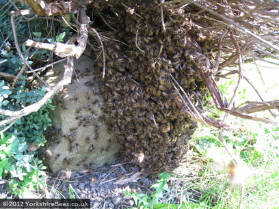 Swarm in a bush