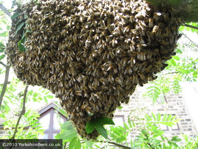 Swarm in a tree