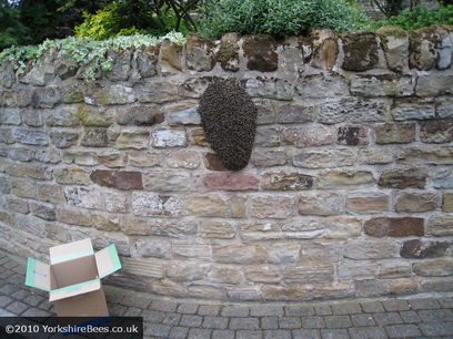 Swarm on wall