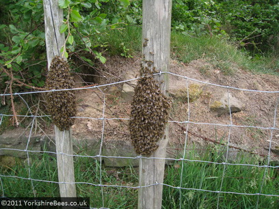 Swarm on posts