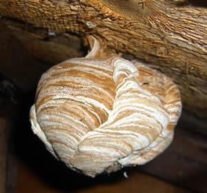 Wasp Nest